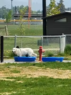 Sgt. Bozo Dog Park - Missoula, MT