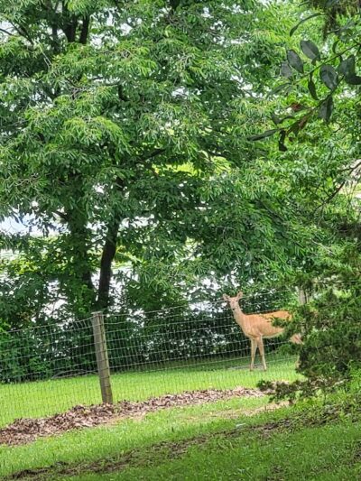 Rothwell Park Dog Park - Moberly, MO