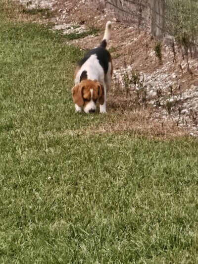 Rothwell Park Dog Park - Moberly, MO