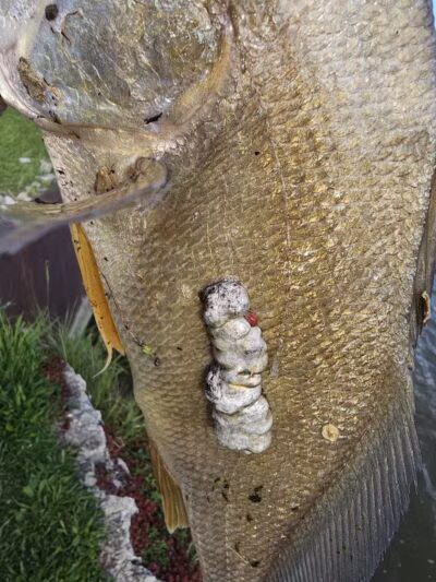 C.D."AL" Cappuccili Park - Monroe,