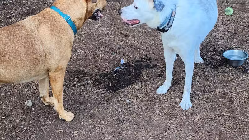 Town of Monroe Dog Park - Monroe, NY