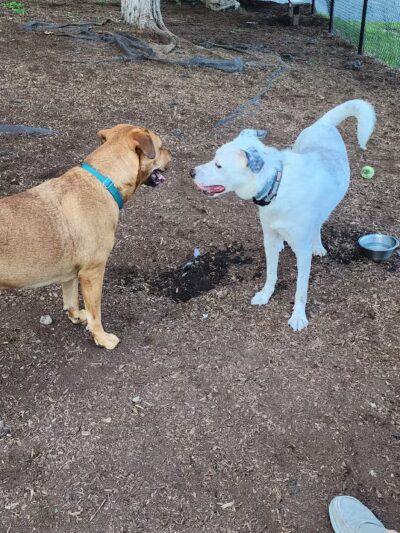 Town of Monroe Dog Park - Monroe, NY