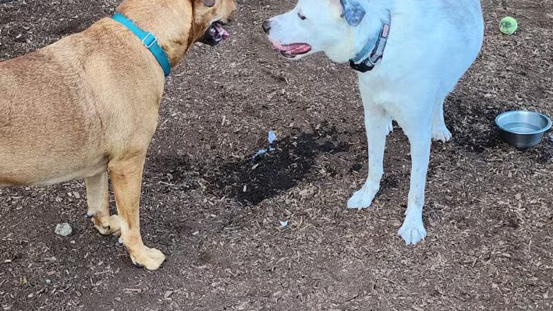 Town of Monroe Dog Park - Monroe, NY