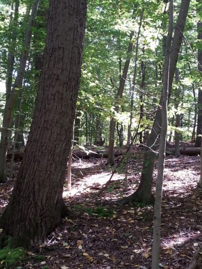 Thompson Park - Monroe Township, NJ