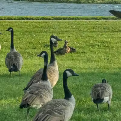 Veteran's Park - Monroe,