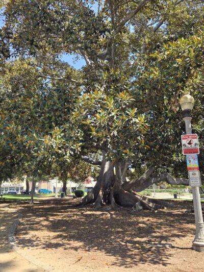 Library Park - Monrovia, CA