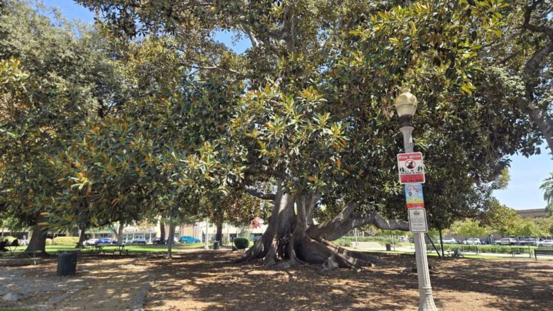 Library Park - Monrovia, CA