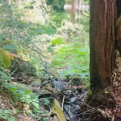 Monte Rio Redwoods Trailhead - Monte Rio, CA