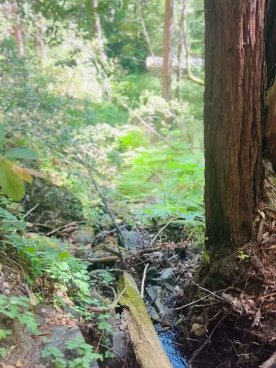 Monte Rio Redwoods Trailhead - Monte Rio, CA