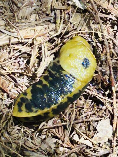 Monte Rio Redwoods Trailhead - Monte Rio, CA