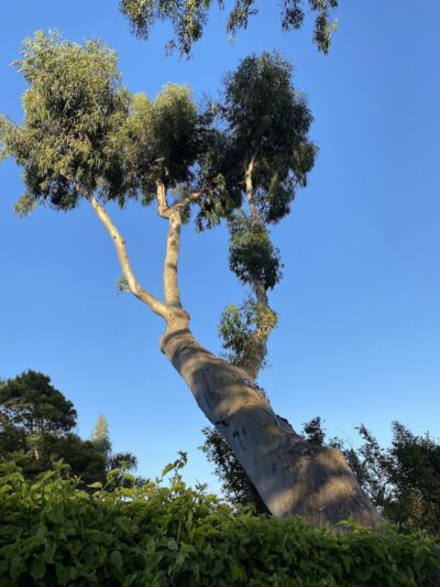 Butterfly Beach - Montecito, CA