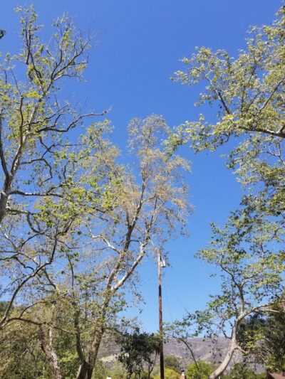 Manning Park - Area 2 - Montecito, CA