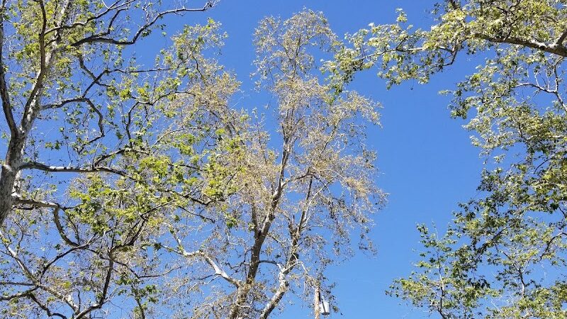 Manning Park - Area 2 - Montecito, CA