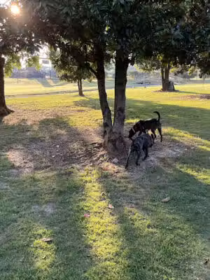 Hannah Daye Ridling Bark Park - Montgomery, AL