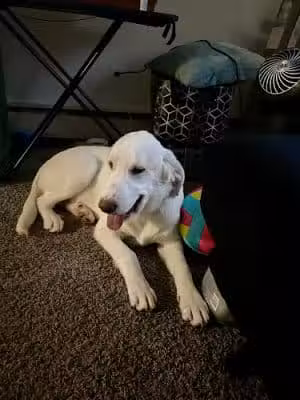 Animal Welfare Friends - Monticello, IA