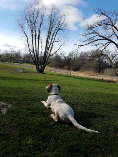 Monticello Dog Park - Monticello, MN