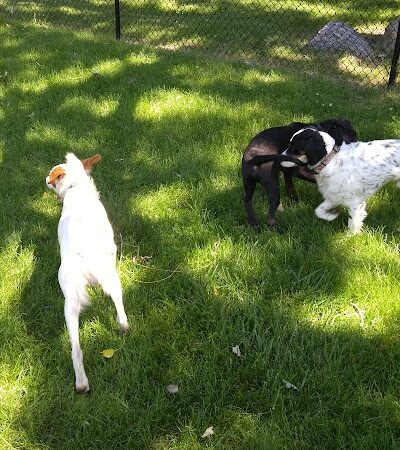 Monticello Dog Park - Monticello, MN