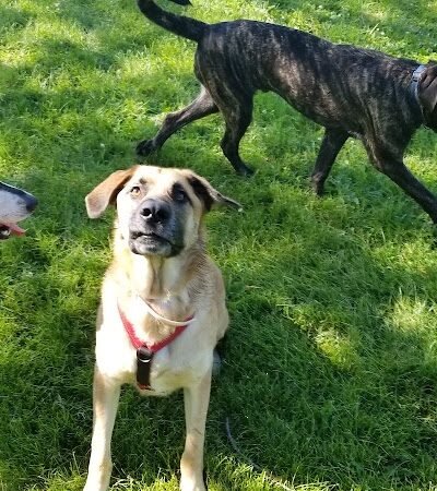 Monticello Dog Park - Monticello, MN