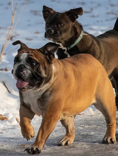 Monticello Dog Park - Monticello, MN