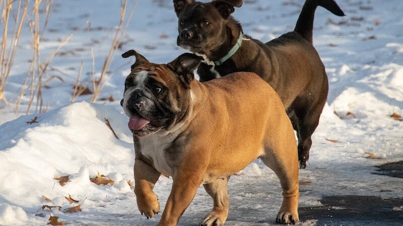 Monticello Dog Park - Monticello, MN