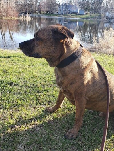 Monticello Dog Park - Monticello, MN