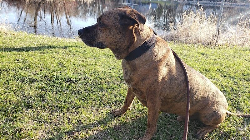 Monticello Dog Park - Monticello, MN