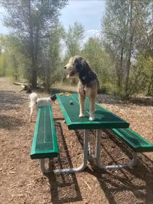 Montrose Dog Park - Montrose, CO
