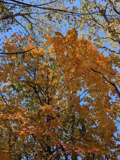 Montrose Barber Park - Montrose,