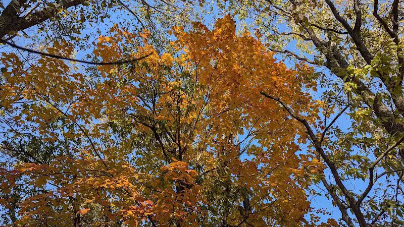 Montrose Barber Park - Montrose,