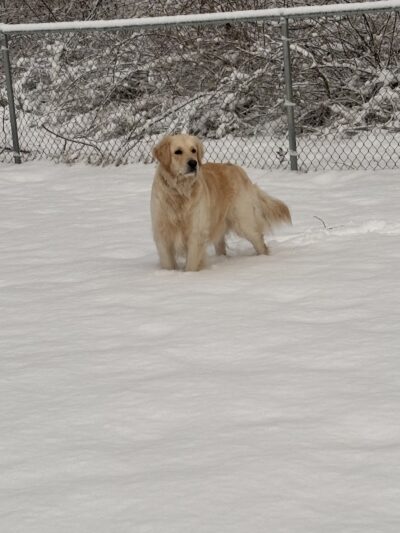 East Haddam Dog Park - Moodus, CT