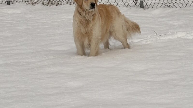 East Haddam Dog Park - Moodus, CT