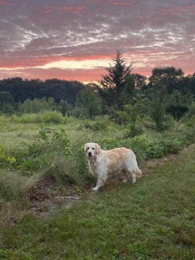 East Haddam Dog Park - Moodus, CT