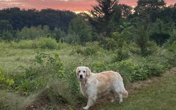 East Haddam Dog Park - Moodus, CT
