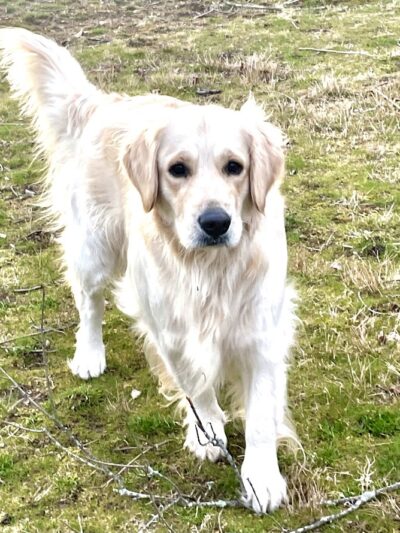 East Haddam Dog Park - Moodus, CT