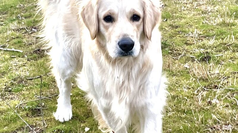 East Haddam Dog Park - Moodus, CT