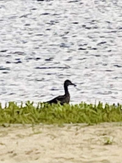 East Haddam Dog Park - Moodus, CT