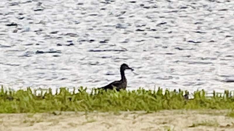 East Haddam Dog Park - Moodus, CT