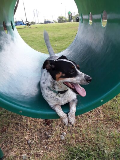 Happy Tails Dog Park - Moore, OK