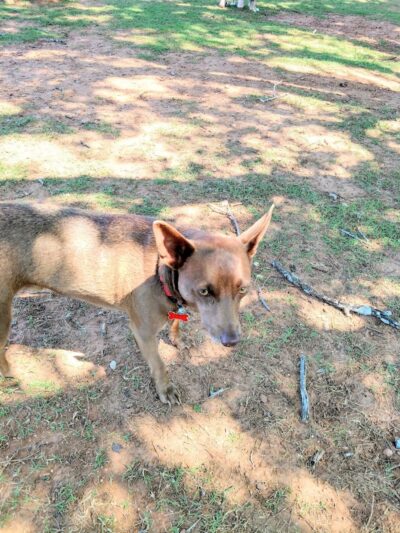 Happy Tails Dog Park - Moore, OK