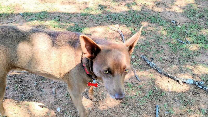 Happy Tails Dog Park - Moore, OK