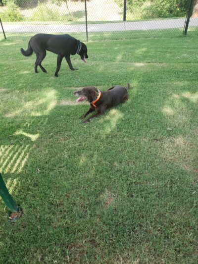 Happy Tails Dog Park - Moore, OK