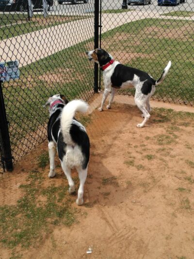 Happy Tails Dog Park - Moore, OK