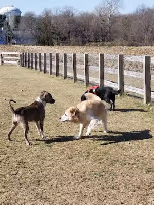 Swedes Run Fields & Dog Park - Moorestown, NJ