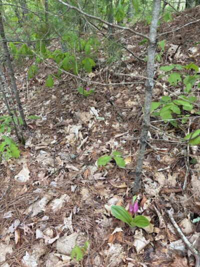 Moosup Valley State Park Trail - Moosup, CT