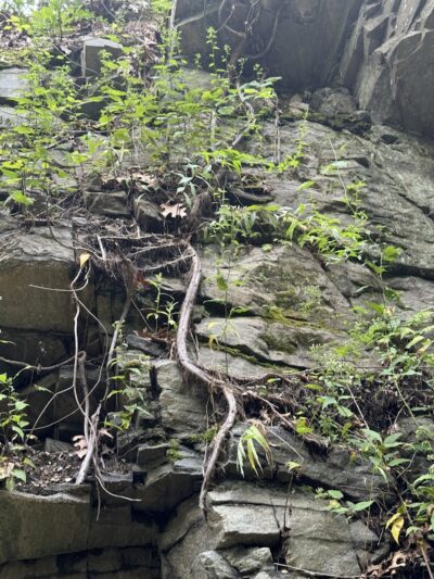 Moosup Valley State Park Trail - Moosup, CT