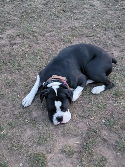 Mora Dog Park - Mora, MN