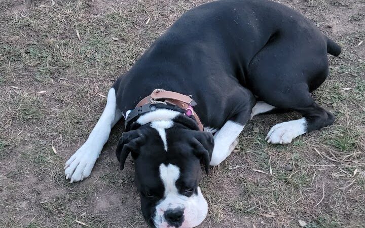 Mora Dog Park - Mora, MN