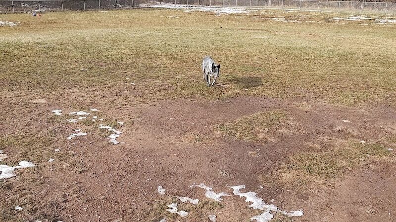Mora Dog Park - Mora, MN
