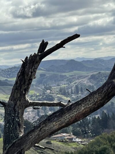 Mulholland Ridge Open Space - Moraga, CA
