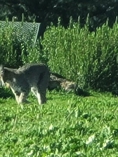 Mulholland Ridge Open Space - Moraga, CA